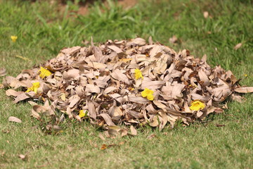 pile of dry leaves on the lawn in the backyard.