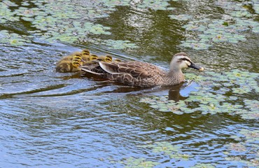 カルガモの親子