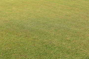 green lawn in the evening public garden.