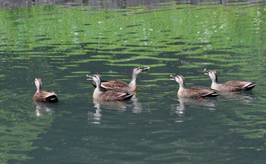 カルガモの会話
