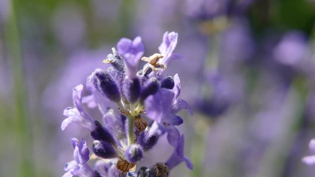 Lavander flower with bee picking pollen, close up