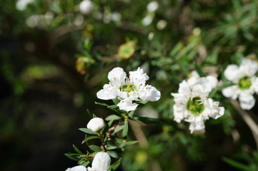 White teatree flowers (leptospermum polygalifolium)