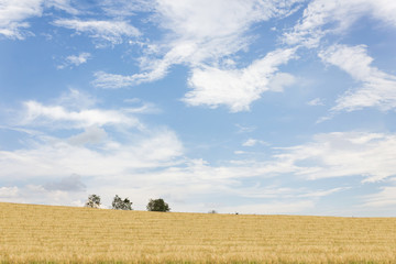 Nature landscape view of yellow soft golden grass field hill 