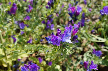 Purple flowers of viper bugloss (echium plantagineum)