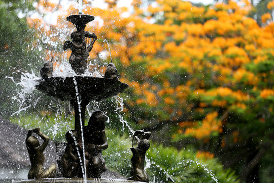 The fountain in the garden and have peacock flowers is blooming.