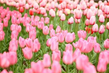 横浜スタジアム前のチューリップ畑