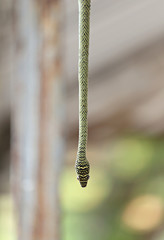 Head of Oriental whip snake hanging from tree.
