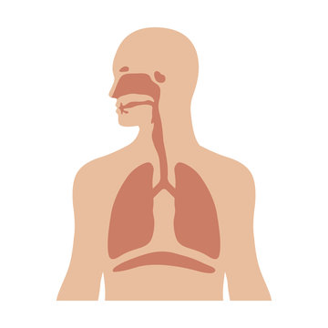 Human biological respiratory system flat color icon for medical apps and websites
