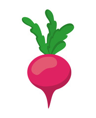 organic and healthy food concept. vegetable icon. vector graphic