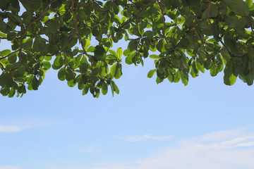 Tropical trees in the public park on blue sky background.