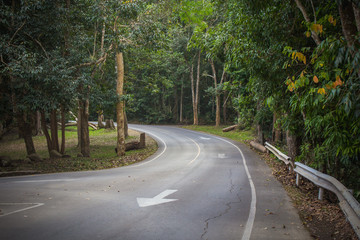 Forest road