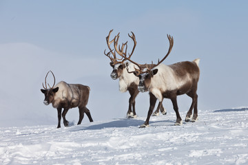 Obraz premium Group of caribou