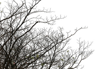 branches of deciduous trees in tropical woodland.