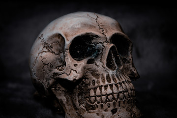 Still life Skull on black background