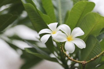 white plumeria or frangipani flower bloom on tree.