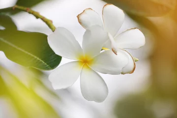 Crédence de cuisine en verre imprimé Frangipanier white plumeria or frangipani flower bloom on tree.