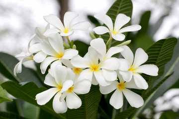 white plumeria or frangipani flower bloom on tree.