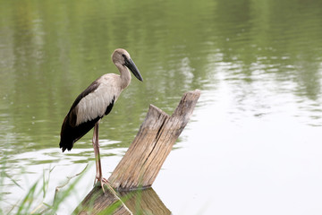 Egret or Pelicans standing on Timber of public park.