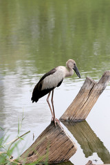 Egret or Pelicans standing on Timber of public park.