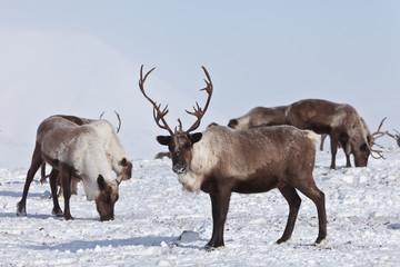 Group of caribou