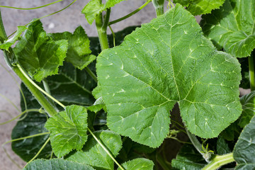 Close up green pumpkin leaf