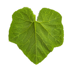 Green pumpkin leaf isolated on white with path