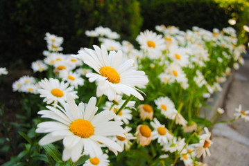 chamomile flowers in the garden