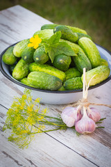 Cucumbers in metal bowl and fresh garlic with dill in garden on sunny day