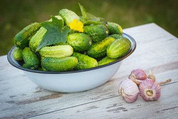Cucumbers in metal bowl and garlic in garden on sunny day