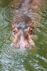 Fototapeta na wymiar hippopotamus to soaking water.
