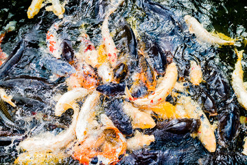 日本の池の錦鯉