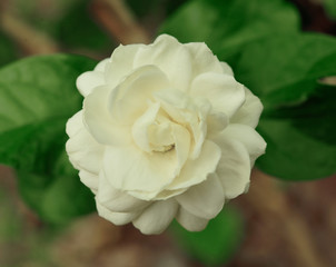 Arabian jasmine