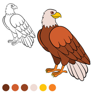 Coloring page. Color me: eagle. Cute eagle sits and smiles.