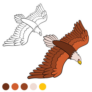 Coloring page. Color me: eagle. Cute bald eagle flying.
