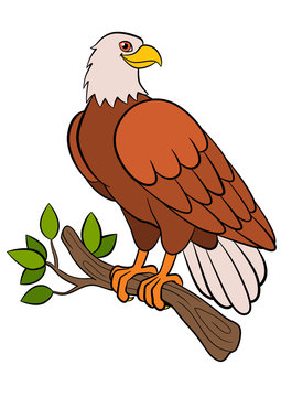 Cartoon birds for kids: Eagle. Cute bald eagle smiles. Stock Vector | Adobe  Stock