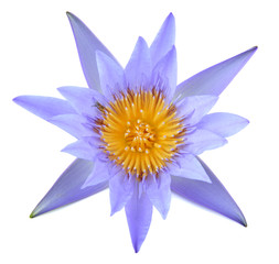 Purple Lotus, Purple Lotus on white background