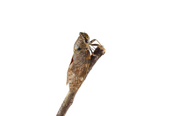 A cicada. Isolated on white background