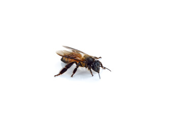 Bee isolated on the white