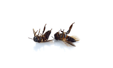 Dead bees on a white background