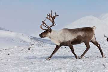 Obraz premium Group of caribou