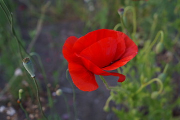 Blumenwiese  