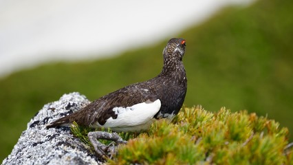 山を見るライチョウ