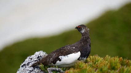 振り返るライチョウ