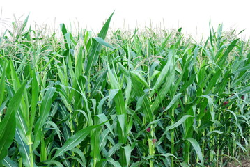 Obraz premium green corn field landscape in Thailand