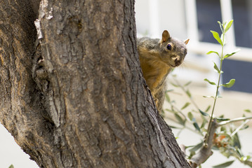 Portrait of squirrel close-up. Red squirrel on a tree trunk.