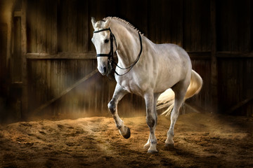Le cheval blanc fait un piaff de dressage dans un manège sombre avec de la poussière de sable