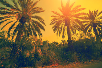 Date palm trees against sunset orange sky