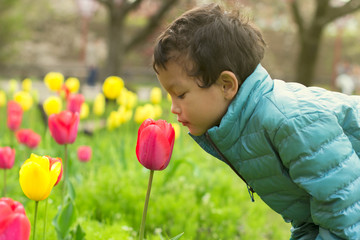A portrait of a cute boy smelling the tulip flower in the garden - obrazy, fototapety, plakaty