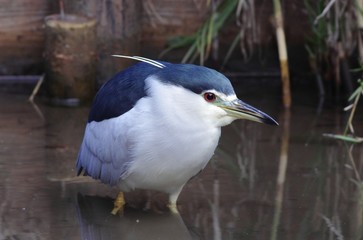 Black-crowned night heron
