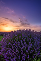 Lavender flowers blooming field, on sunset.